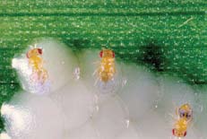 8 Le parasitoïde le trichogramme Les avantages des trichogrammes Le trichogramme Un tout petit insecte de l ordre des Hyménoptères (); Mesure moins de 1 mm; Pond ses œufs dans les œufs de la pyrale.