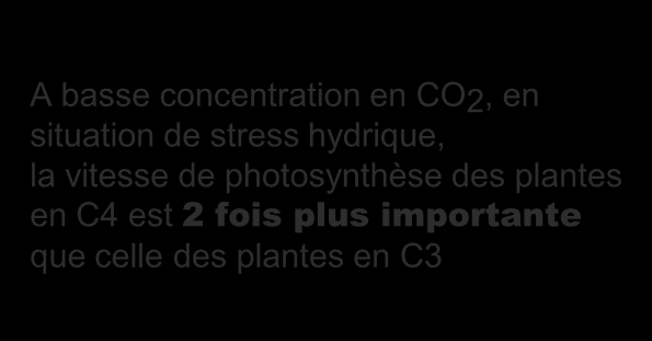 Elle atteint son optimum pour des concentrations CO 2 intracellulaires (A) auxquelles la photosynthèse en C3 n atteint qu environ le quart de sa capacité.