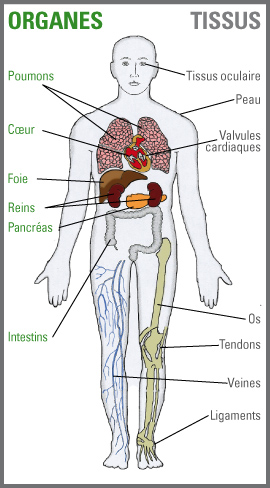 Quels organes et tissus peuvent être prélevés? Tous ces organes et tissus peuvent être prélevés et transplantés chez une autre personne.
