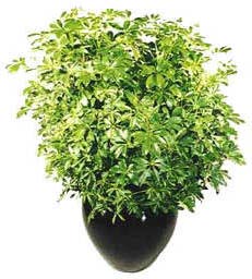 Escomptés Discount Régulier Regular 0110 Plantes tropicales vertes / Green tropical plantes (3' - 5' haut/tall)