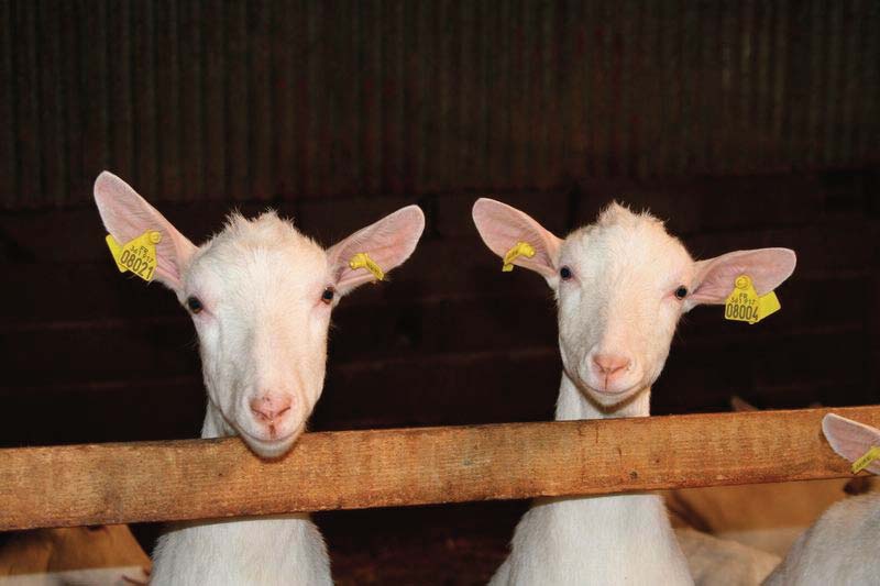 Apporter des fourrages aux chevrettes La consommation de fourrages par les chevrettes est un élément déterminant pour le développement de la capacité d ingestion des futures chèvres du troupeau.