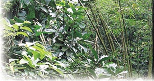 Le Boucher, dont l expédition remonte à 1898, le bambou contribue fortement à l ambiance et à la personnalité du Grand- Etang