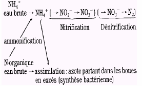 7.2.4.1 Azote Dans les eaux usées, l'azote est essentiellement présent sous forme organique et ammoniacale.
