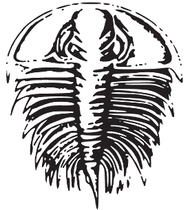 Trilobites de la famille des Olénellidés Exemple Document 2b Échelle stratigraphique en