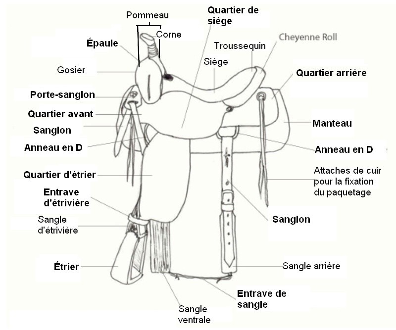 Comment choisir sa selle? Extrait de «Western saddle guide», traduit par une amie Québécoise, Jane.