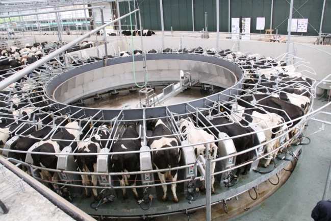 Pays-Bas - Vaches laitières - Jeunes animaux 120 Réduction des consommations N et P autant que possible pour réduire l