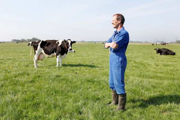 La taille des fermes s accroit 2000 2012 Part des vaches Néérlandaise dans les fermes >100 vaches