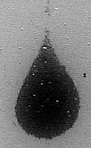 133 1 cm Fig. 5.2 Nuage de particules de verre en sédimentation dans un fluide viscoplastique rhéo-fluidifiant.