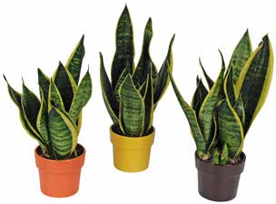 13 cm Plantes vertes XL Disponible en 8 sortes différentes. 44552 2.