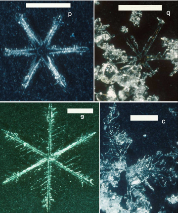 Chapitre III :Résultats et Discussion Figure 12: Photomacrographs of snow crystals fallen near Alert on 25-28 April 2000 (snow fall n 7) showing crystal rounding and the disappearance of small