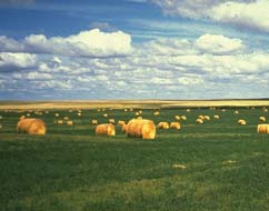 seront beaucoup plus importantes dans la plupart des régions agricoles des Prairies d ici 2040 à 2069.
