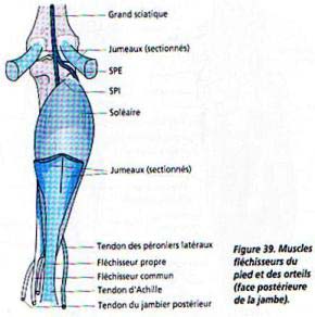 2.2 Muscles fléchisseurs de la jambe.