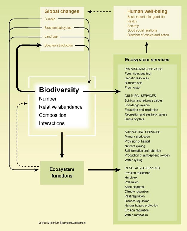 page 42/90 Annex 15: Figure 1.4. Biodiversity, Ecosystem Functioning, and Ecosystem Services (C11 [see Annex 4, p. 33].Figure 11.