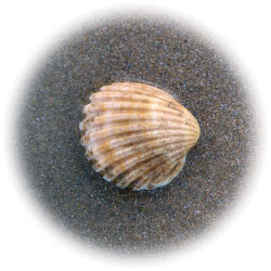 LE PRODUIT Telline est le nom vernaculaire porté par plusieurs espèces de mollusque bivalve.
