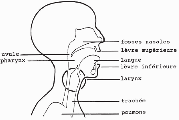 générateur de sons (excitateur). Pour la production des consonnes, la langue, les lèvres et les dents interviennent aussi et transforment ce souffle d air en énergie sonore.