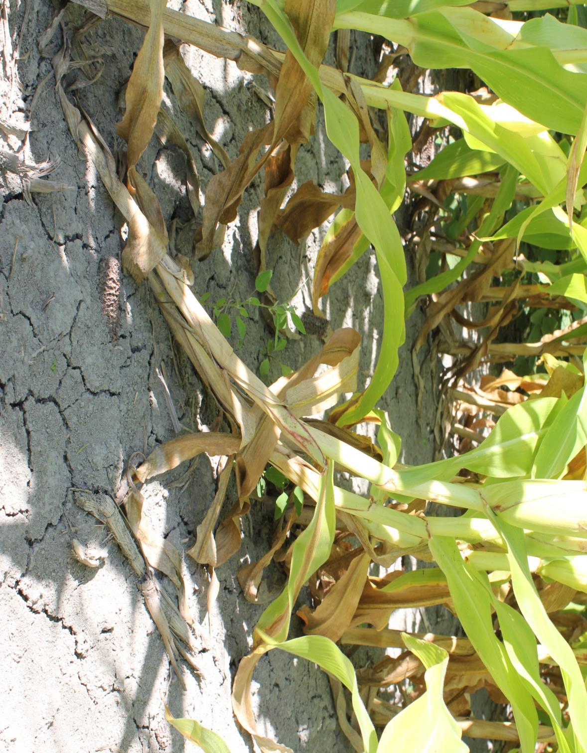Chrysomèle des racines du maïs Dépistage par observation visuelle 20 plants à 5 endroits du champ Ou par piège collant Dépistage des dommages par les larves
