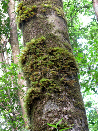 (lichens) Bryophytes Ptéridophytes (fougères) Phanérogames Trachéophytes Cormophytes (mousses)