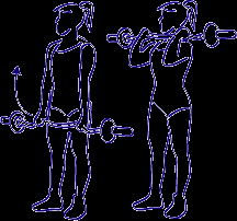 Exercice : Flexion avant bras sur bras (biceps et deltoïde faisceau antérieur) Travail à charge constante. Le nombre de répétitions diminue dans les séries.