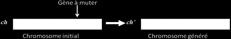 Chapitre IV : APPROCHES UTILISÉES ET MODÈLES IMPLÉMENTÉES Figure IV.17 : Croisement à un seul locus Figure IV.