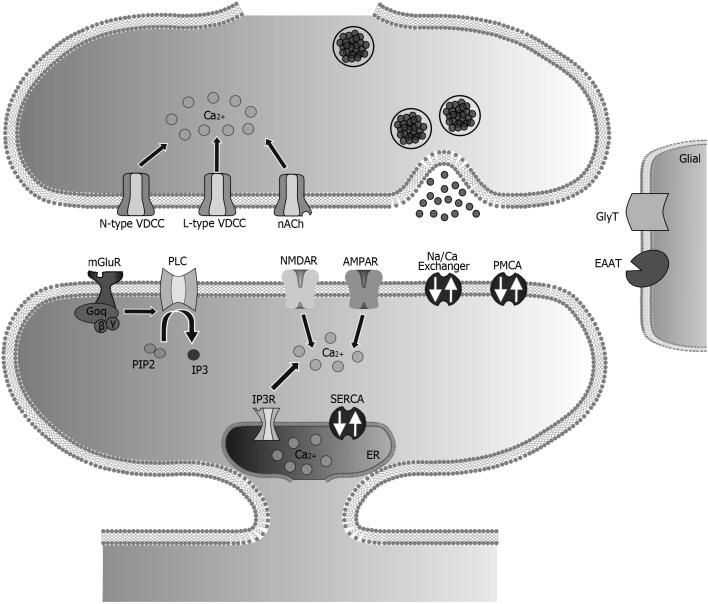Sarmis et al. Comparison of numerical resolution... Figure 4. Schematic representation of RHENOMS glutamatergic synapse simulation platform. Figure 5.
