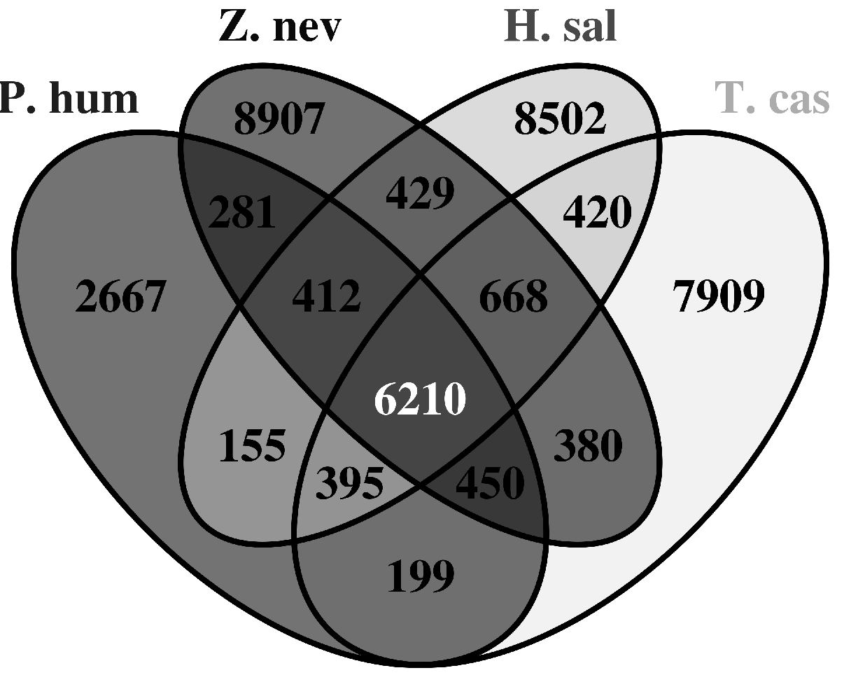 Terrapon et al. Draft genome of the... 3.2 Annotation des protéines L annotation fonctionnelle des protéines a été réalisée dans les espèces de référence ainsi que chez le termite.