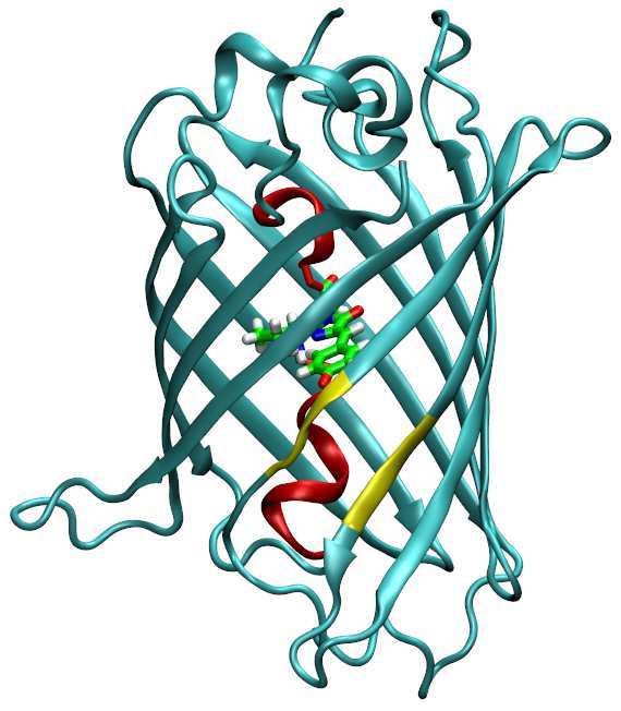 II. Protéines fluorescentes la fluorescence. Les deux résidus C- et N-terminaux sont situés à l extérieur du tonneau.
