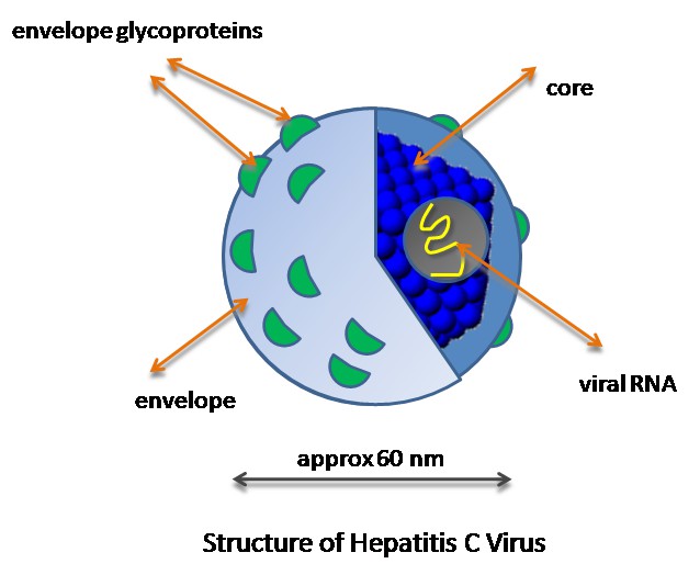 Virus de II - l'hépatite C II A.