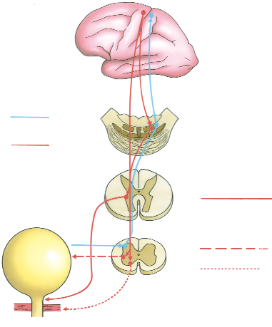 Encéphalique Afférent Pontique Efférent T10 L 2 Sympathique S 2 S 4 Parasympathique Noyau d ONUF Nerf pudendal Figure 1.