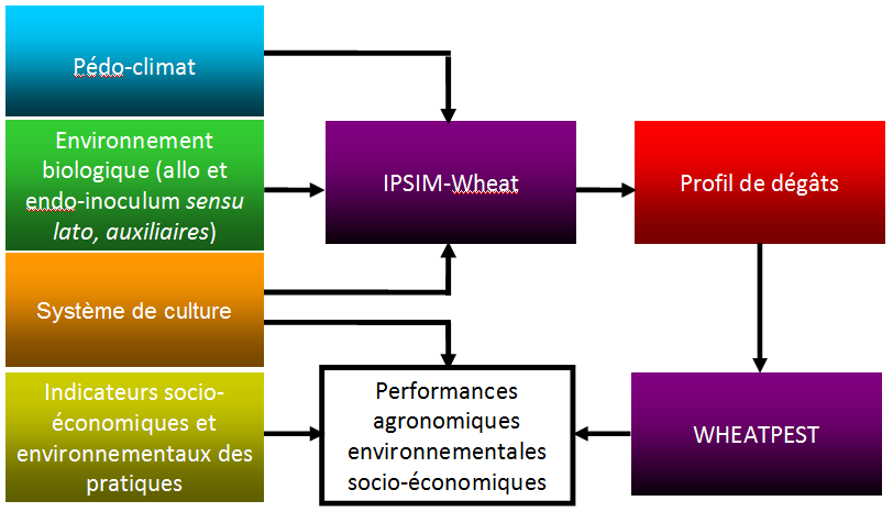 la qualité prédictive d IPSIM-Wheat-Eyespot (525 sites-années, 9 années ; Efficience=0.64 ; biais=6.