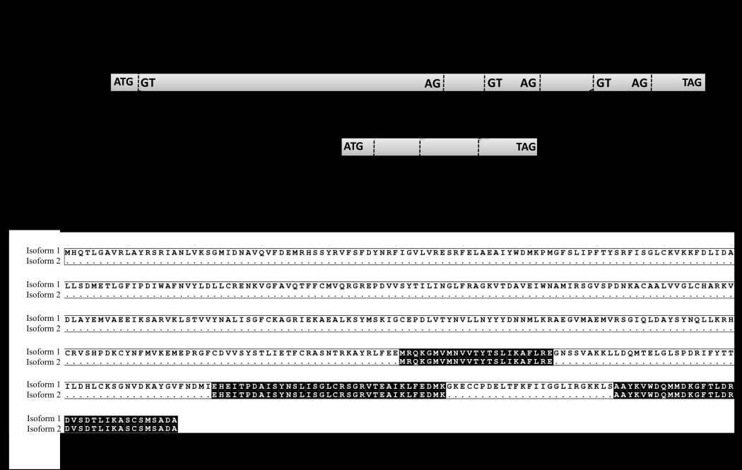 RESULTATS Figure 22 : Description des isoformes de At1g13040, At2g02980, At5g60960, At1g09410, At5g06540.