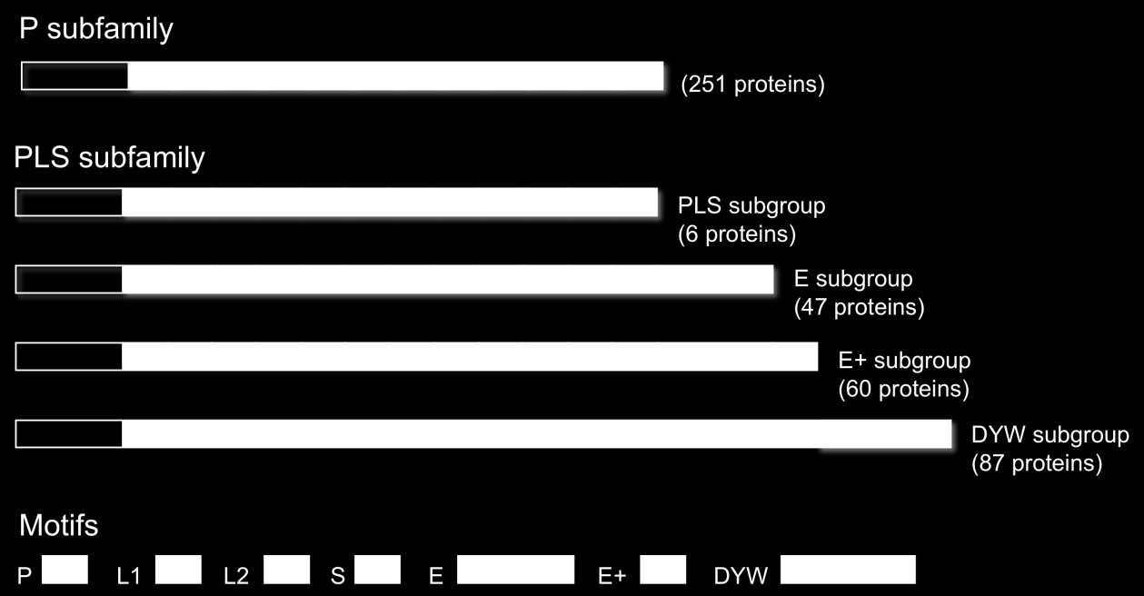INTRODUCTION Figure 1 : Composition de la famille des protéines PPR chez Arabidopsis thaliana.