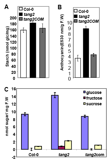Figure 4. tang2 Plants Have Altered Starch, Anthocyanin and Sugar Levels (A) Starch content of Col-0, tang2 and tang2com2 seedlings.