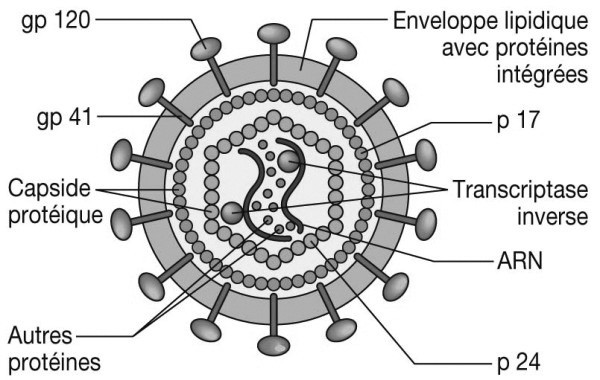 TP3 Test immunologique et spécificité anticorps - déterminant antigénique Partie 1 : Spécificité d'un anticorps pour un déterminant antigénique du VIH La séropositivité pour le VIH correspond à la