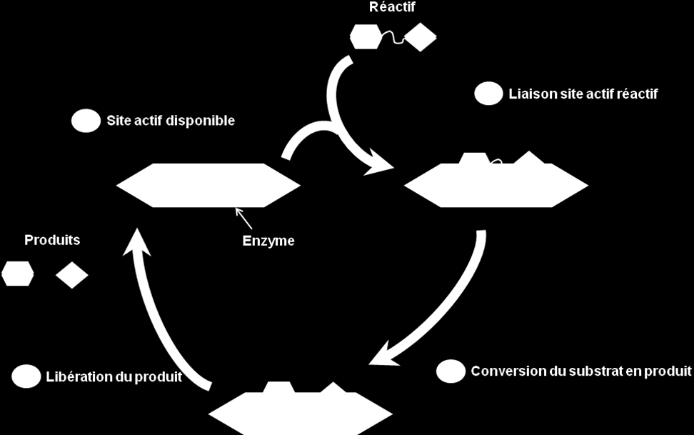 Figure 7. Schéma du mécanisme d un cycle de catalyse enzymatique (type protéase). 1.