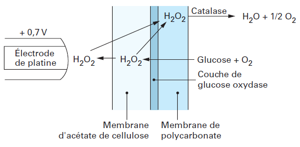 Dans l exemple de la figure 12, la membrane de polycarbonate assure l immobilisation de l enzyme tandis que la membrane en acétate de cellulose isole l électrode de platine des interférents.
