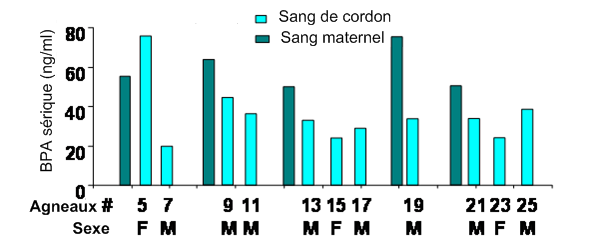 Tableau 2 : Exposition maternelle et exposition fœtale interne au BPA (moyenne sérum/concentration dans tissus ± SEM) et son principal métabolite, le BPA-Gluc à la naissance.