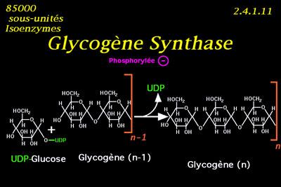 Fournir des intermédiaires métaboliques permettant de s orienter vers le stockage des glucides en excès sous forme de glycogène, de lipides et vers la voie des pentoses phosphates.