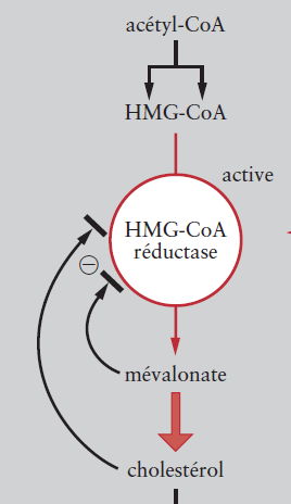 - Régulation du nombre d acétylcoa carboxylase. o Insuline induit l expression du gène de l acétylcoa carboxylase.