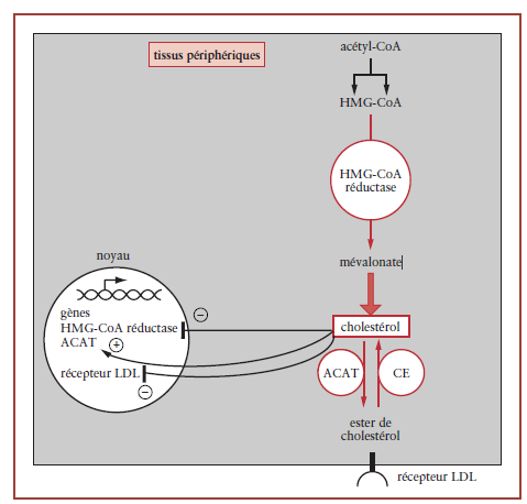 Une diminution du cholestérol intracellulaire niveau de transcription du gène de l HMGCoA réductase. 2.2.4. Régulation du métabolisme des protides. - Objectif : assurer le renouvellement protéique.