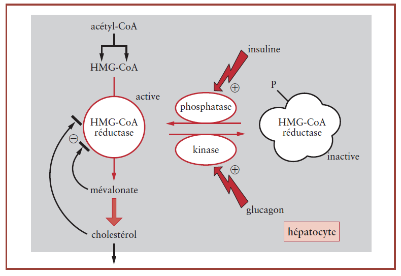 Glucagon AMPc active PKA phosphorylation de l acétylcoa carboxylase qui passe sous forme inactive (2.2.3 a) ralentissement de la biosynthèse des AG.