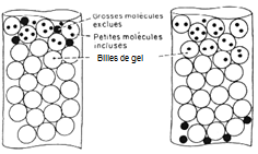 molécules de diamètre inférieur à celui des billes y pénètrent et y subissent des frottements qui les retardent, diffusent à l intérieur des billes La phase mobile entraîne les molécules du mélange.