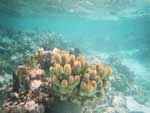 LE MODULE Module 3 jours / 2 nuits Au programme : Plage, snorkeling et/ou plongée sur l île corallienne de Caye Caulker. N.B.