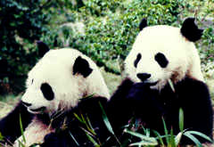Cottier & /Guerry 2000, Génie Génétique et Clonage 62 Le clonage pour sauver le panda de l extinction Des chercheurs chinois ont réussi à produire un embryon de panda dans un ovule de lapine.