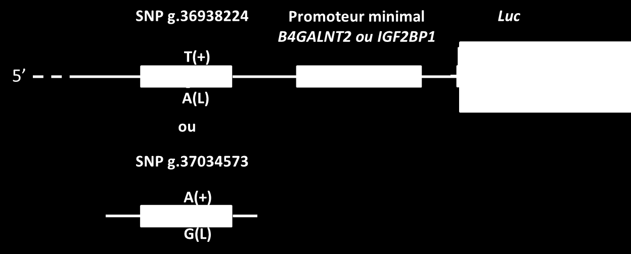 Figure 51. Représentation schématique des constructions nécessaires à l essai rapporteur luciférase Les fragments d une centaine de paires de base comportant soit le SNP g.