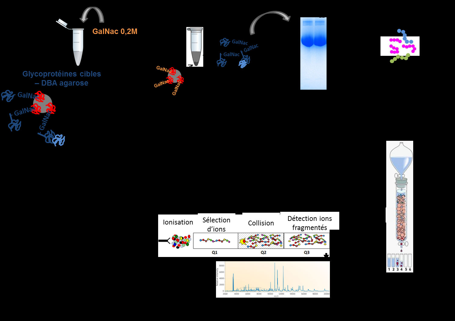 Figure 66. Principe de la stratégie d identification des glycoprotéines par chromatographie en phase liquide nano-débit couplée à la spectrométrie de masse en tandem.