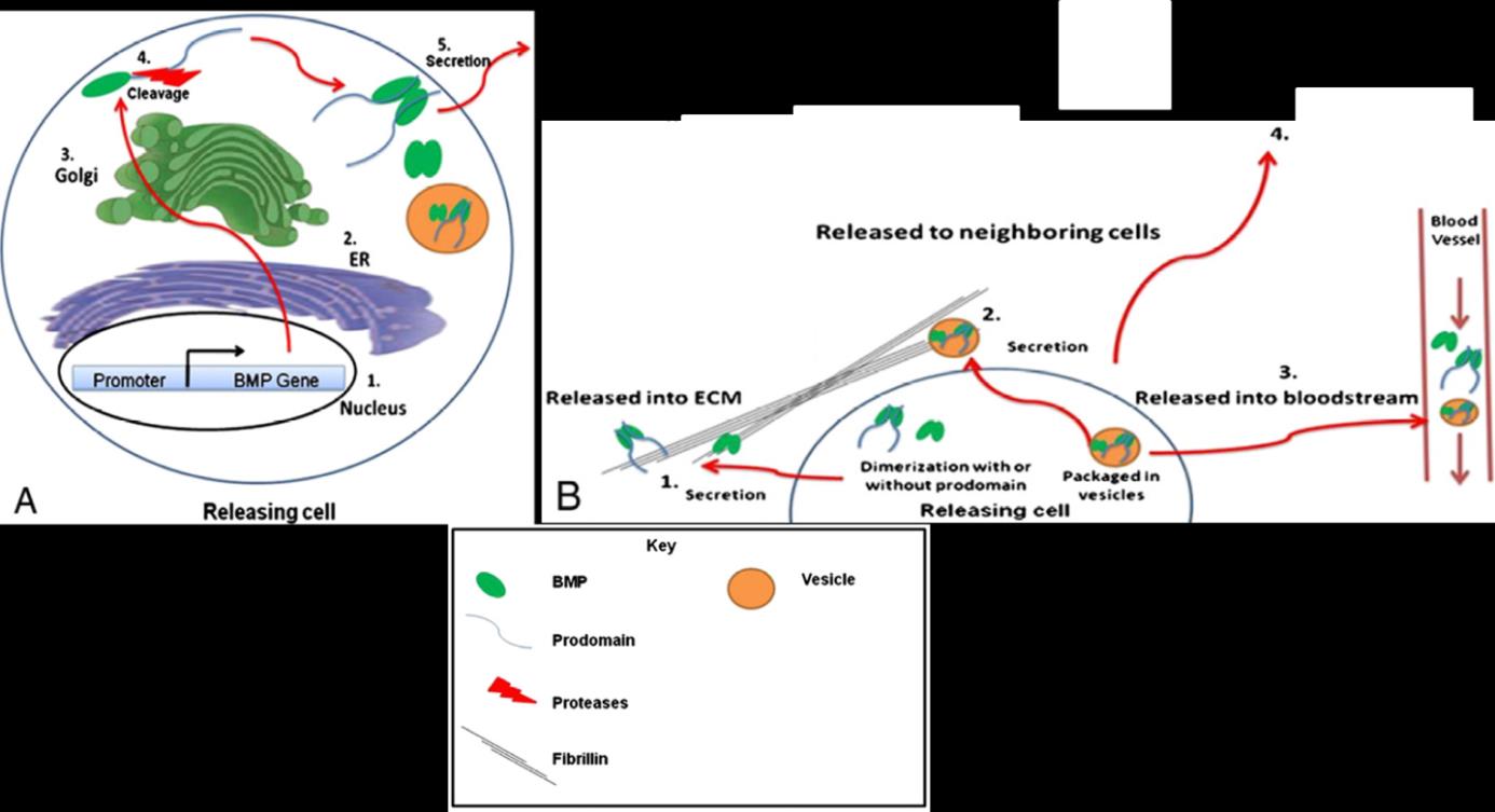 C : cystéine Figure 3. Schéma récapitulatif de la sécrétion et de la biodisponibilité des BMPs (adapté de Bradgon et al., 2011). (A) Processus conduisant à la sécrétion des BMPs.