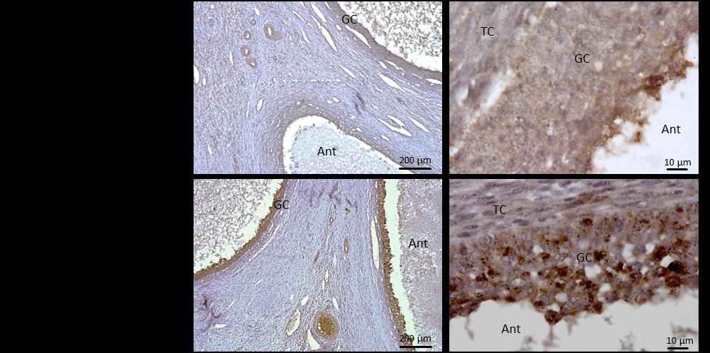 , 2013) Micro-photographies de coupes d ovaires +/+ et L/L marquées avec un anticorps polyclonal de lapin, anti- IGF2BP1 (dilution au 1:5000)
