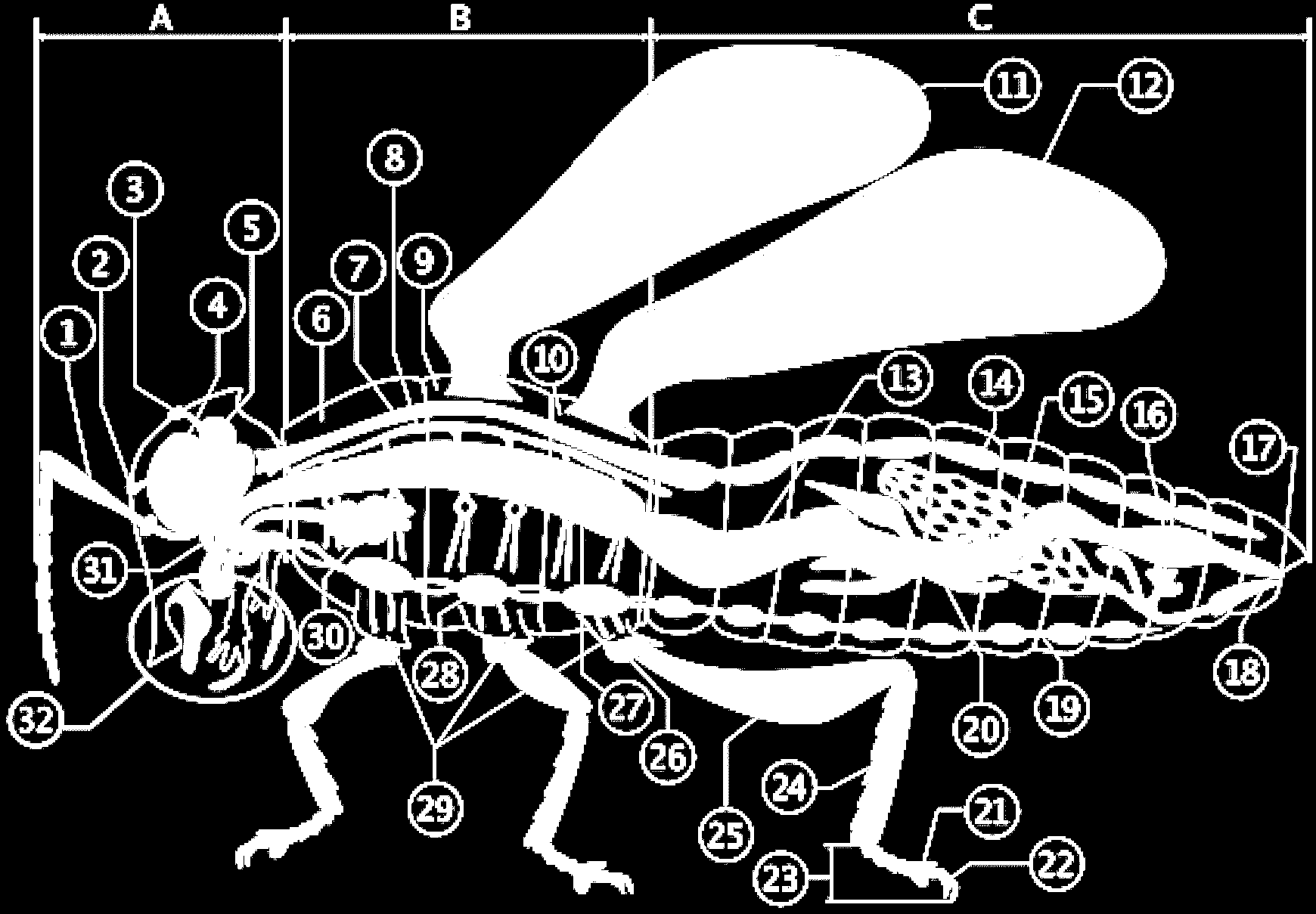 2 antennes, 6 pattes : c est 1 insecte A : tête / B : thorax / C : abdomen 1 : Antennes 2 : ocelles inférieure 3 : ocelle supérieure 4 : œil composite (ommatidies) 5 : cerveau (ganglion cérébral) 6 :