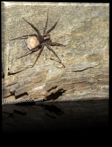 le corps des insectes possède 3 parties, celui des araignées 2. Il existe de nombreuses espèces d araignées. Les araignées tissent des fils de soie qu elles sécrètent elles mêmes.