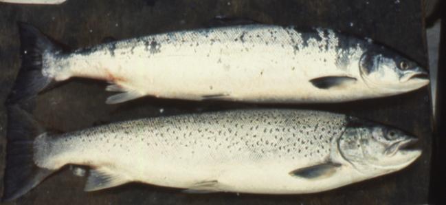 Evolution des remontées de saumon sur l Oir JL Baglinière INRA Rennes Nombre de saumons estimés